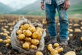 A bag of freshly dug potatoes on a field with copy space for text. Harvesting. Agricultural farm food.