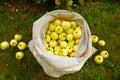 A bag full of early ripening apples, Yellow Transparent.