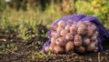 A bag of potatoes is standing on the field Royalty Free Stock Photo
