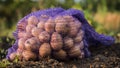 A bag of potatoes is standing on the field Royalty Free Stock Photo
