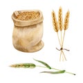 Bag of wheat, bunch of wheat ears and green wheat ear isolated on white background. Watercolor handdrawn illustration. Royalty Free Stock Photo