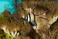 Bagai Cardinalfish in Aquarium Royalty Free Stock Photo