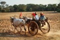 Traditional bullock cart run by 2 farmers, Bagan, Mandalay region, Myanmar Royalty Free Stock Photo