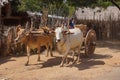 Bagan, Burma Myanmar - December 3, 2012. Bull cart with Burmese women. Two beige bulls. Local life in Burmese village
