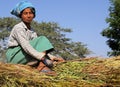 BAGAN, MYANMAR - DECEMBER 21. 2015: Burmese woman sitting on hay bales guiding an ox cart through rural area Royalty Free Stock Photo