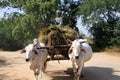 BAGAN, MYANMAR - DECEMBER 21. 2015: Burmese woman sitting on hay bales guiding an ox cart through rural area Royalty Free Stock Photo