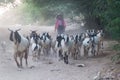 BAGAN, MYANMAR - DECEMBER 7, 2016: Local herder of goats in Bagan, Myanm