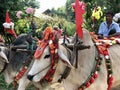 Bagan, Myanmar - 2019: Decorated bullock-cart in the traditional Shinbyu, buddhist novitiation ceremony Royalty Free Stock Photo