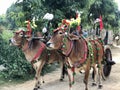 Bagan, Myanmar - 2019: Decorated bullock-cart in the traditional Shinbyu, buddhist novitiation ceremony