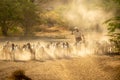 Bagan / Myanmar - Jan 12 2014 : A Burmese man wearing a hat and wearing a white shirt to herd the goat back to the farm