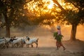 Bagan / Myanmar - Jan 12 2014 : Burmese woman carrying vegetables, chase herds back into the farm in the evening