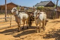 Old burmese farmer riding an ox cart in Bagan