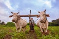 Myanmar Travel Images, farmer ploughing crop with two oxen