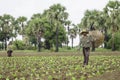 Bagan/Myanmar-October 5th 2019: A Burmese farmer is working on a well-prepared plot of soil in a tobacco farm