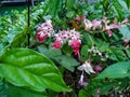 Bagflower or Bleeding Glory Bower (Clerodendrum Thomsoniae) Royalty Free Stock Photo