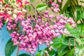 Bagflower or Clerodendrum thomsoniae Royalty Free Stock Photo