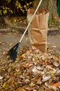 Bagging fall Leaves Royalty Free Stock Photo