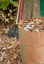Bagging fall Leaves Royalty Free Stock Photo