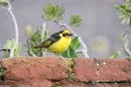 Baglafecht Weaver Ploceus baglafecht Perched on a Wall in Tanzania Royalty Free Stock Photo