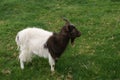 Bagot goat