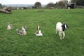 Bagot goat and Chinese geese in a farmland