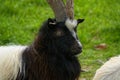 Bagot Goat. A rare breed. UK Royalty Free Stock Photo