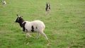 Very green scottish pasture field with Bagot goat, full body, walking right to left until getting out of the frame, leaving two vi