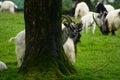 Bagot Goats. A rare breed herd UK Royalty Free Stock Photo