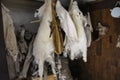 Bagpipes from goatskins, skins and tambourine