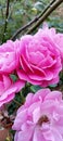 Bagraund Rose pink in the garden Royalty Free Stock Photo
