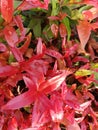 Baground Ornamental plants growing in the yard have red and green leaves