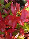 Baground Ornamental plants growing in the yard have red and green leaves