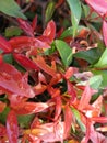 Baground Ornamental plants growing in the yard have red and green leaves