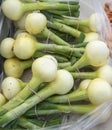 Bags of big white onion bulbs and stalks fresh picked and for sale