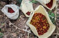 Bags with coffee cherries