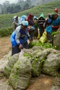 Bags of collected fresh tea leaves, Sri Lanka