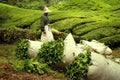 Bags full of tea leaves on tea plantation