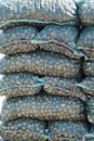 Bags of harvested black walnuts in Missouri