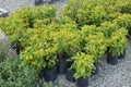 Bags of young butter daisy plant