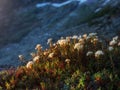 Bagulnik marsh close-up. Floral natural background