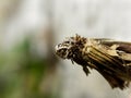 Bagworm 1 Royalty Free Stock Photo