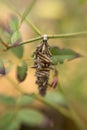 Bagworm Cocoon