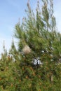 Bagworm cocoon on pine tree branches