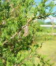 Bagworm on Eastern Red Cedar