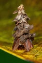 Bagworm Moth