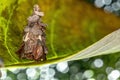 Bagworm Moth Royalty Free Stock Photo