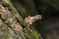 Bagworm moth camouflaged on tree bark