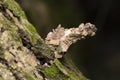 Bagworm Moth Camouflaging on Tree Bark