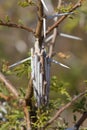 Bagworm moth case in the family Lepidoptera closeup