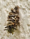 A Bagworm moth caterpillar crawling on a wall